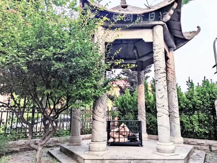 #饲育日记 最强露出，把笼子搬到户外放置，从害怕到紧张到迷醉.mp4
